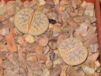 lithops gracilidelineata