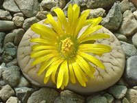 Lithops gracilidelineata