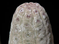 Lavrania haagnerae