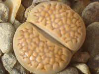 Lithops hallii