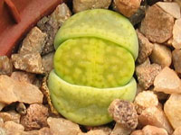 Lithops hallii