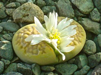 Lithops hallii