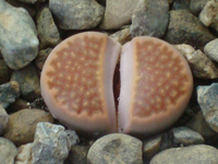 Lithops hallii