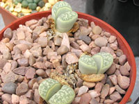 lithops helmutii