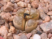 Lithops helmutii