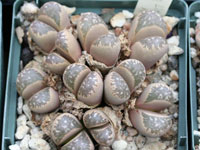 Lithops helmutii