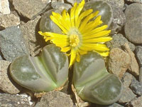 Lithops helmutii