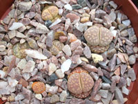 lithops hermetica