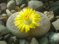 Lithops hermetica