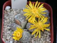 Lithops hermetica