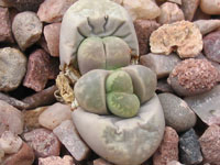 lithops herrei