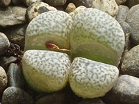 Lithops herrei