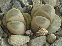 Lithops herrei