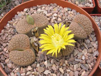 Lithops hookeri