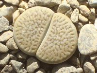 Lithops hookeri