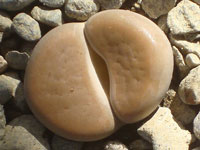 Lithops hookeri