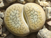 Lithops hookeri