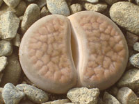 Lithops hookeri