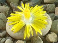 Lithops hookeri