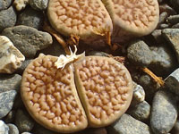 Lithops hookeri