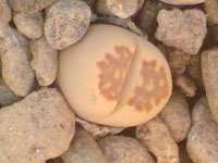 Lithops julii