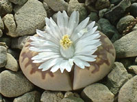 Lithops julii