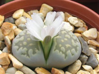 Lithops julii