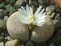 Lithops julii