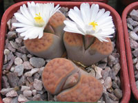 lithops karasmontana