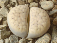 Lithops karasmontana