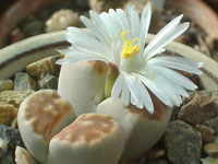 Lithops karasmontana