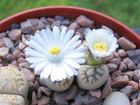 Lithops karasmontana