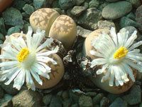 Lithops karasmontana