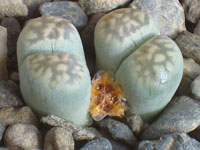 Lithops karasmontana