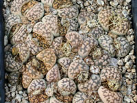 Lithops karasmontana