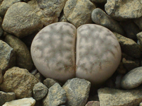 Lithops karasmontana