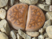 Lithops karasmontana