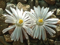 Lithops karasmontana