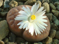 Lithops karasmontana