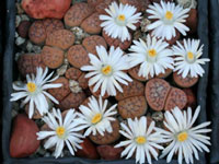 Lithops karasmontana