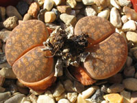 Lithops lesliei