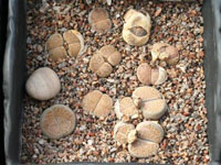 lithops lesliei