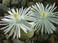 Lithops lesliei