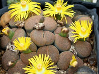 Lithops lesliei