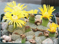 Lithops lesliei