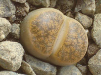 Lithops lesliei