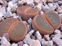 Lithops lesliei