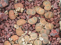 Lithops lesliei