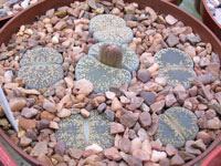 Lithops lesliei