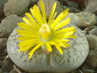 Lithops lesliei